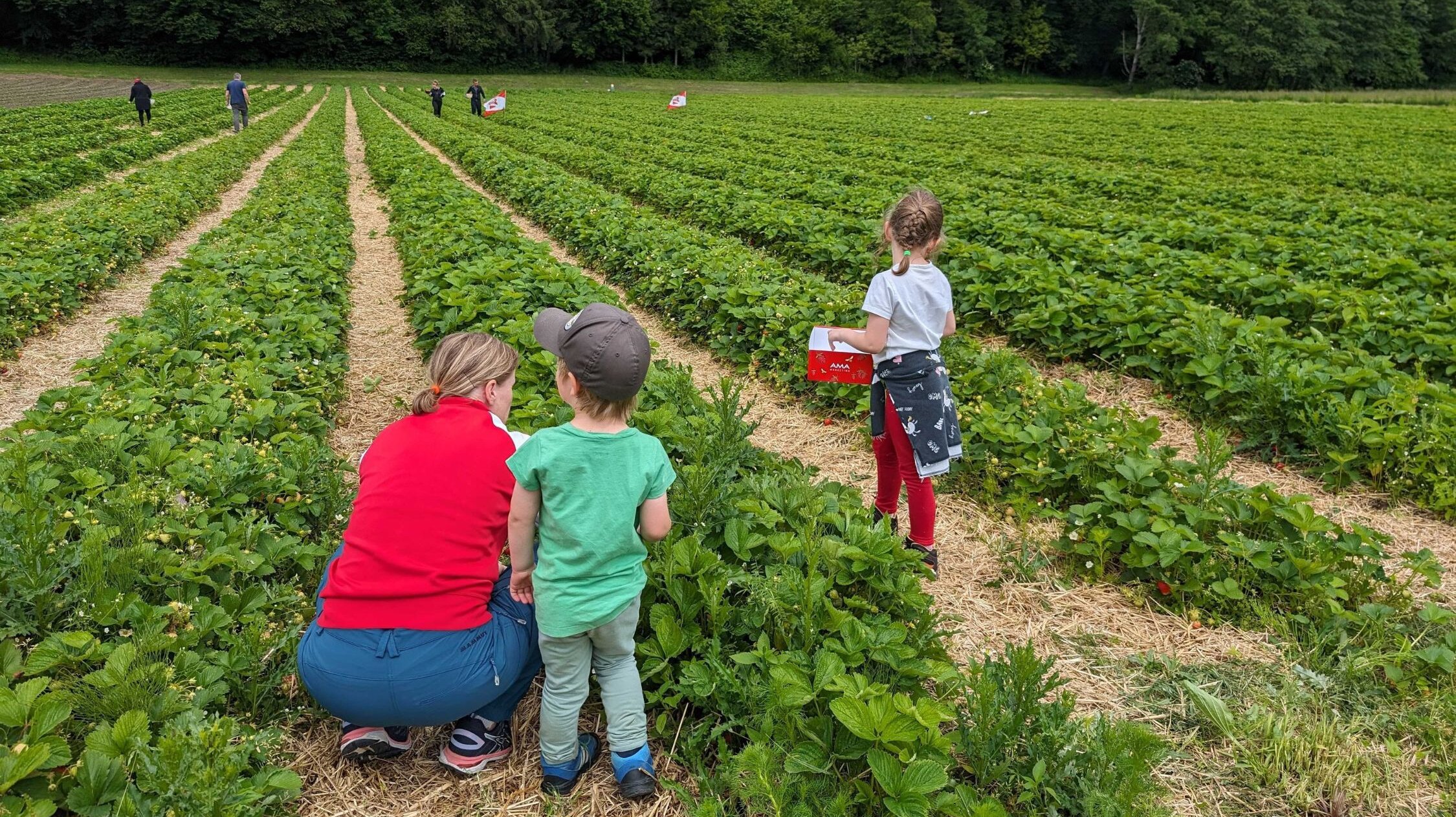 Familie im Erdbeerland Familie beim Erdbeerenpflücken