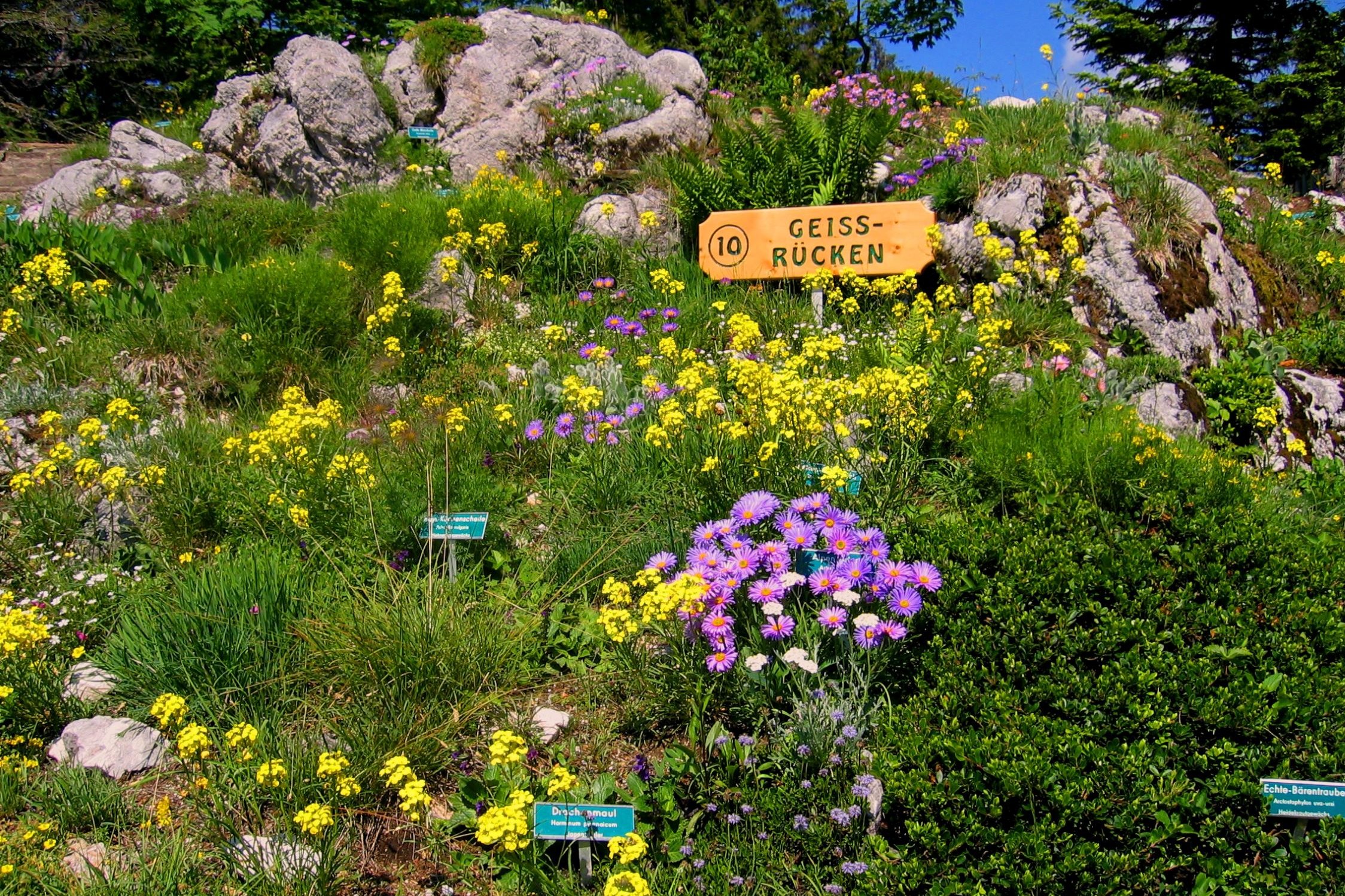 The rich biodiversity of plant in nature park Dobratsch