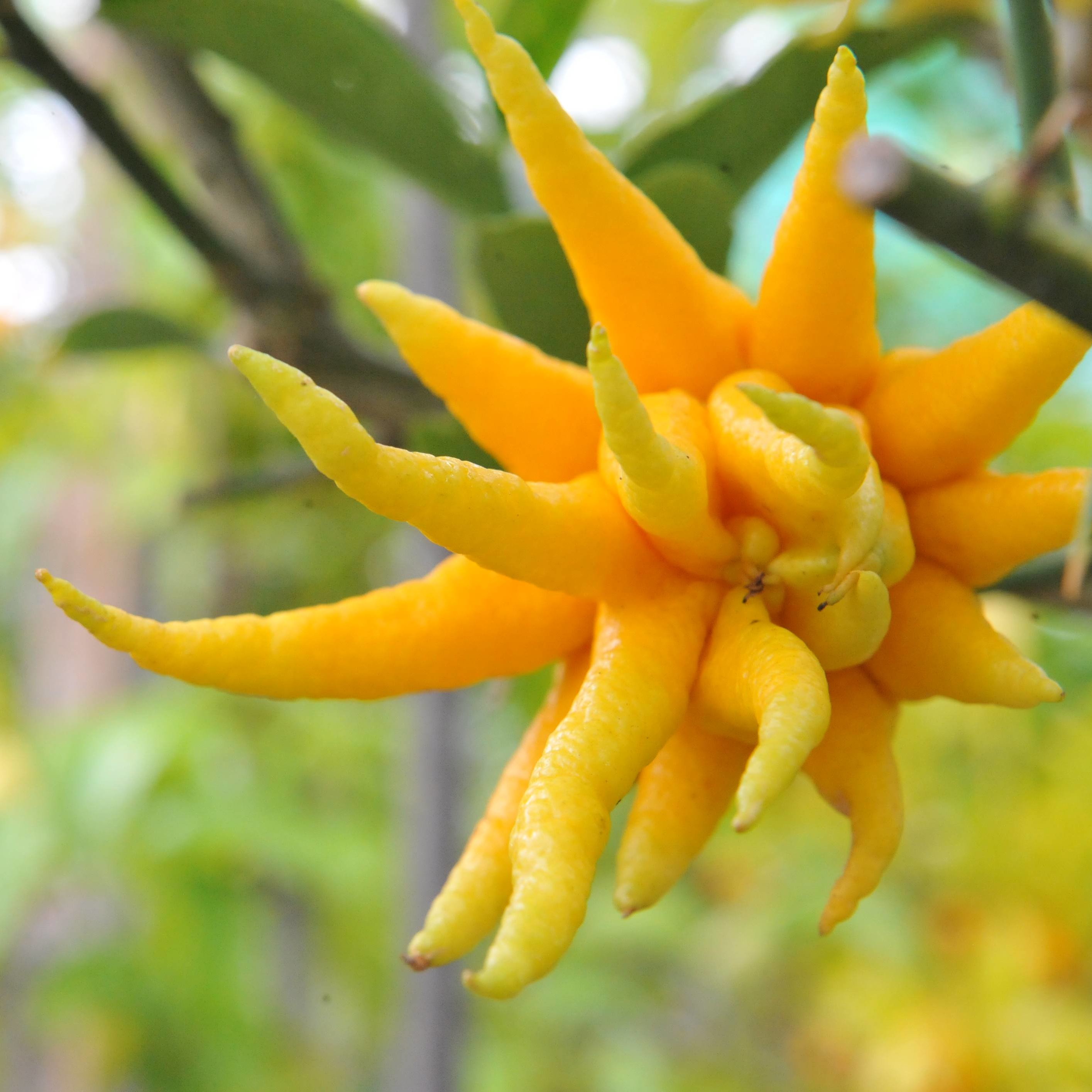 Eine besondere Zitrusart - Buddhas Hand.