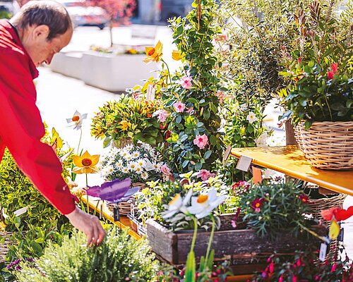 Mann betrachtet Stand mit Blumen am Villacher Blumenmarkt