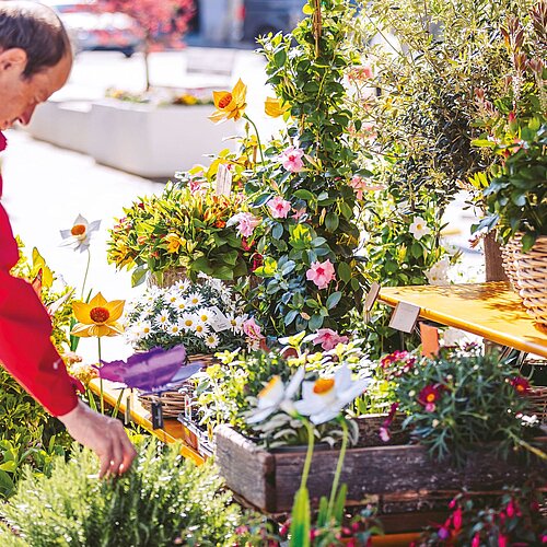 Mann betrachtet Stand mit Blumen am Villacher Blumenmarkt