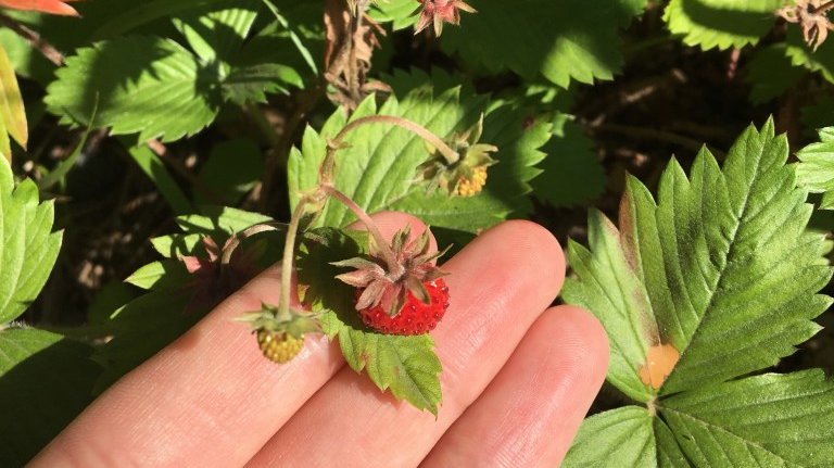 A wild strawberry in the Villach region