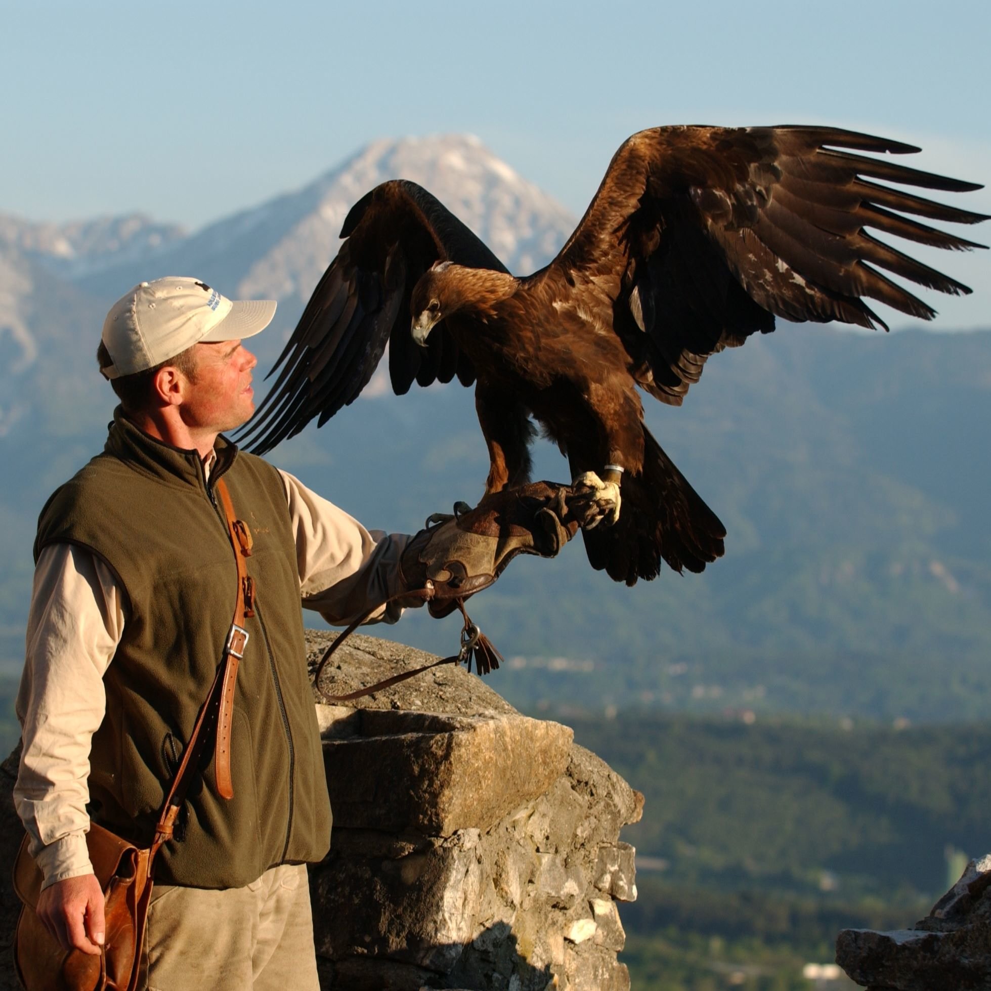 Falconer with an eagle at the birds of prey show at castle ruin Landskron