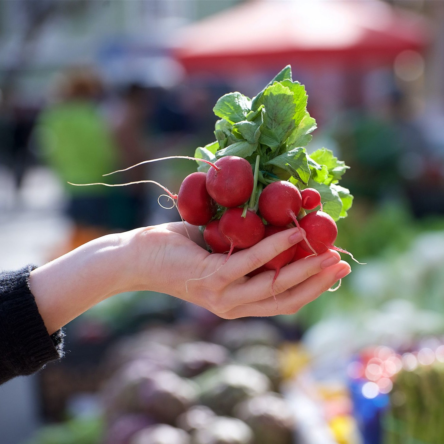 Radishes of the market