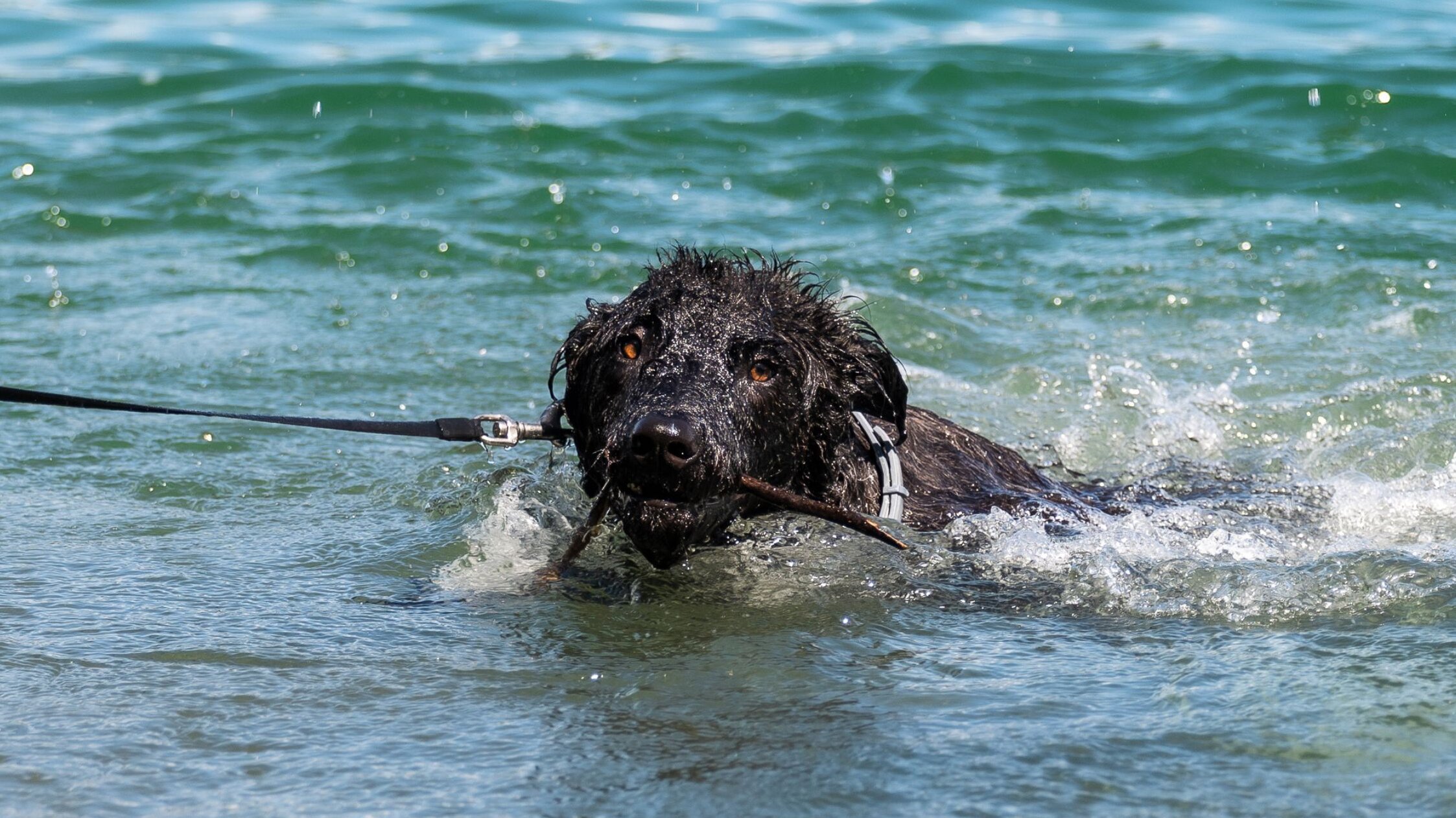 Hund apportiert Stock im Wasser