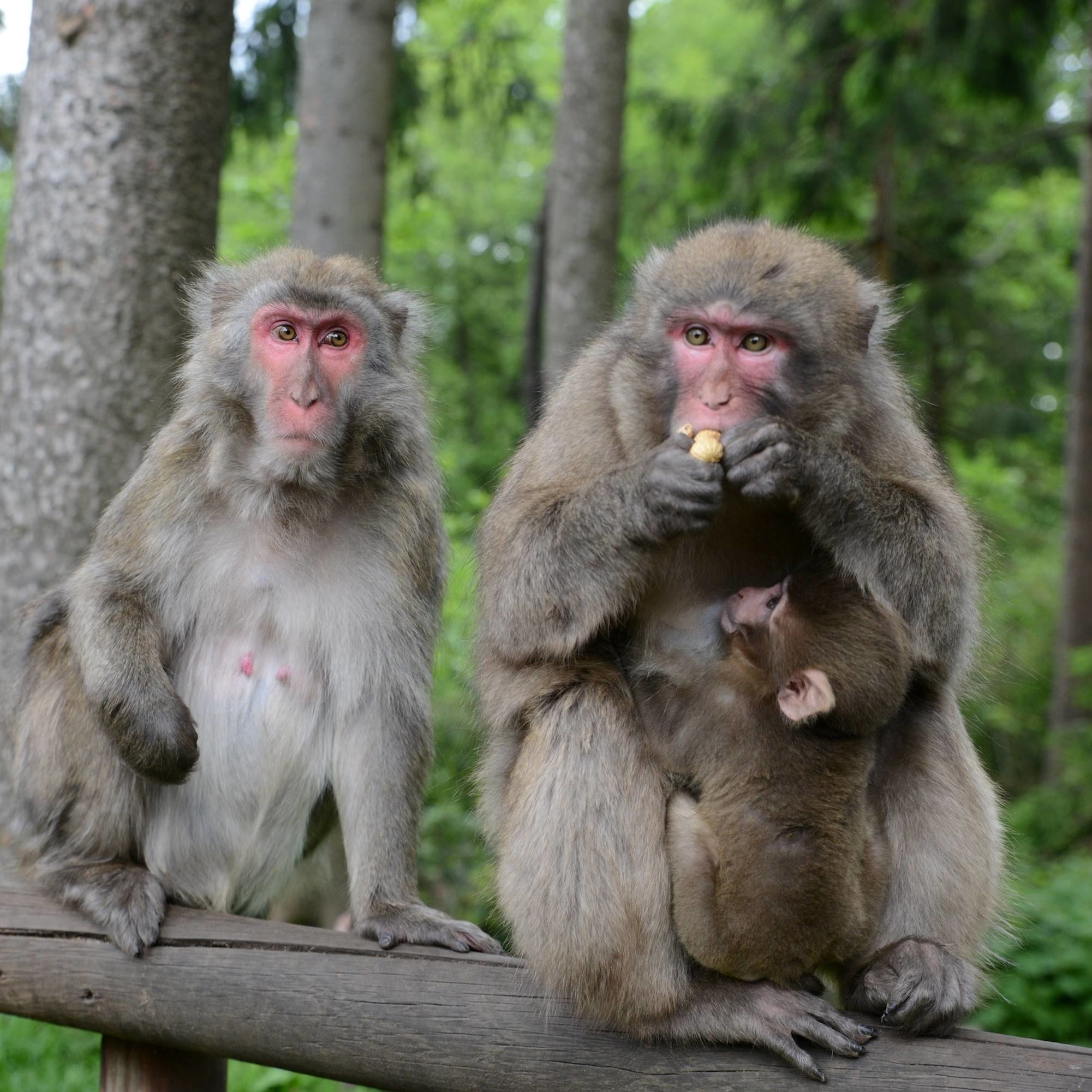 Japanese macaques of the Monkey Mountain at castle ruin Landskron