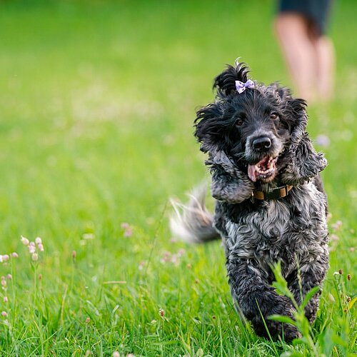 Hund tollt über Wiese