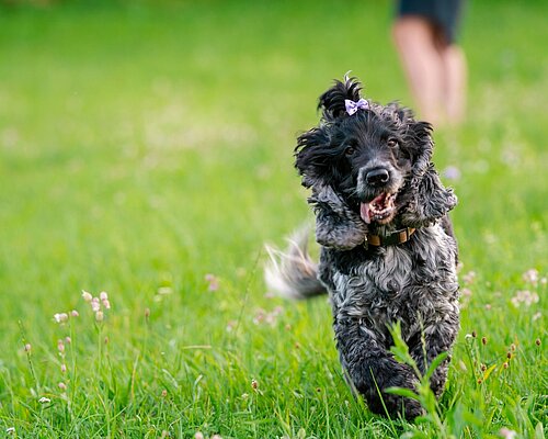 Adopting pets in Villach A dog is running around in the meadow.
