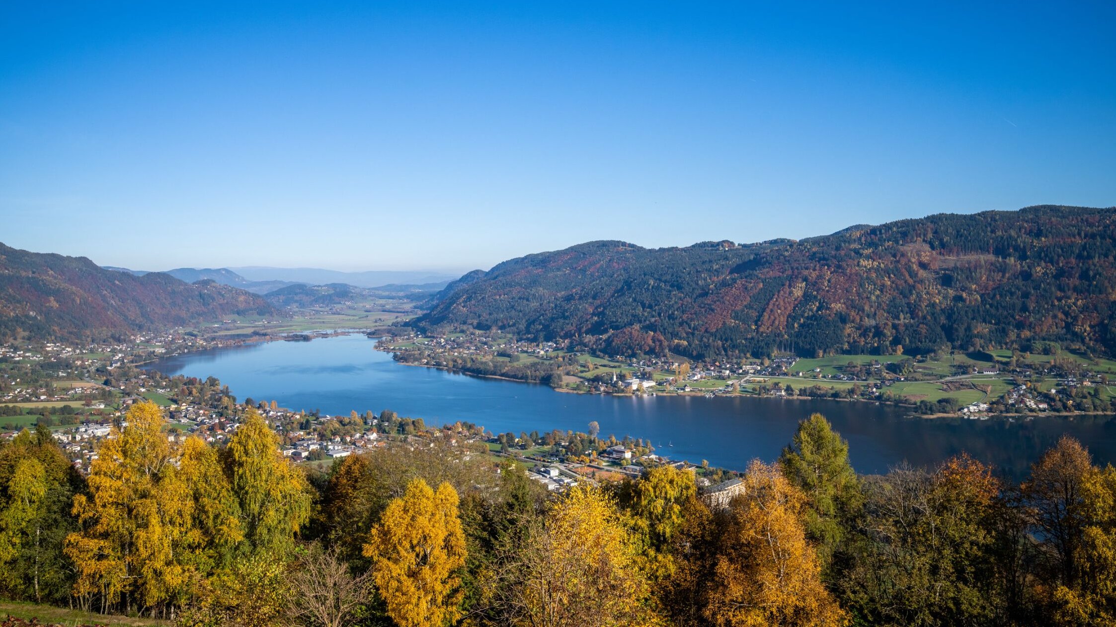 Autumn in the Villach region Flowering tree against the backdrop of the Mittagskogel