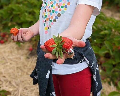 Im Erdbeerland Kinderhand mit Erdbeeren