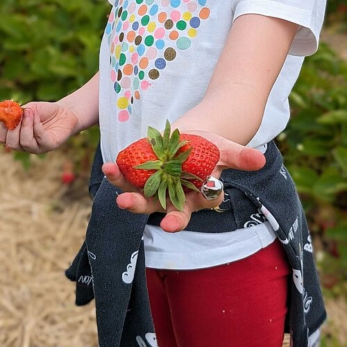 Kinderhand mit Erdbeeren