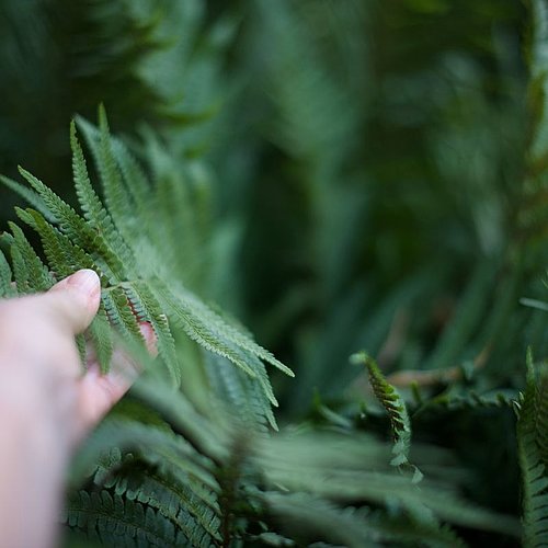 Hand greift nach grünem Farnblatt