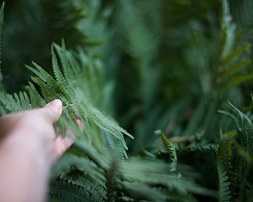 Hand greift nach grünem Farnblatt