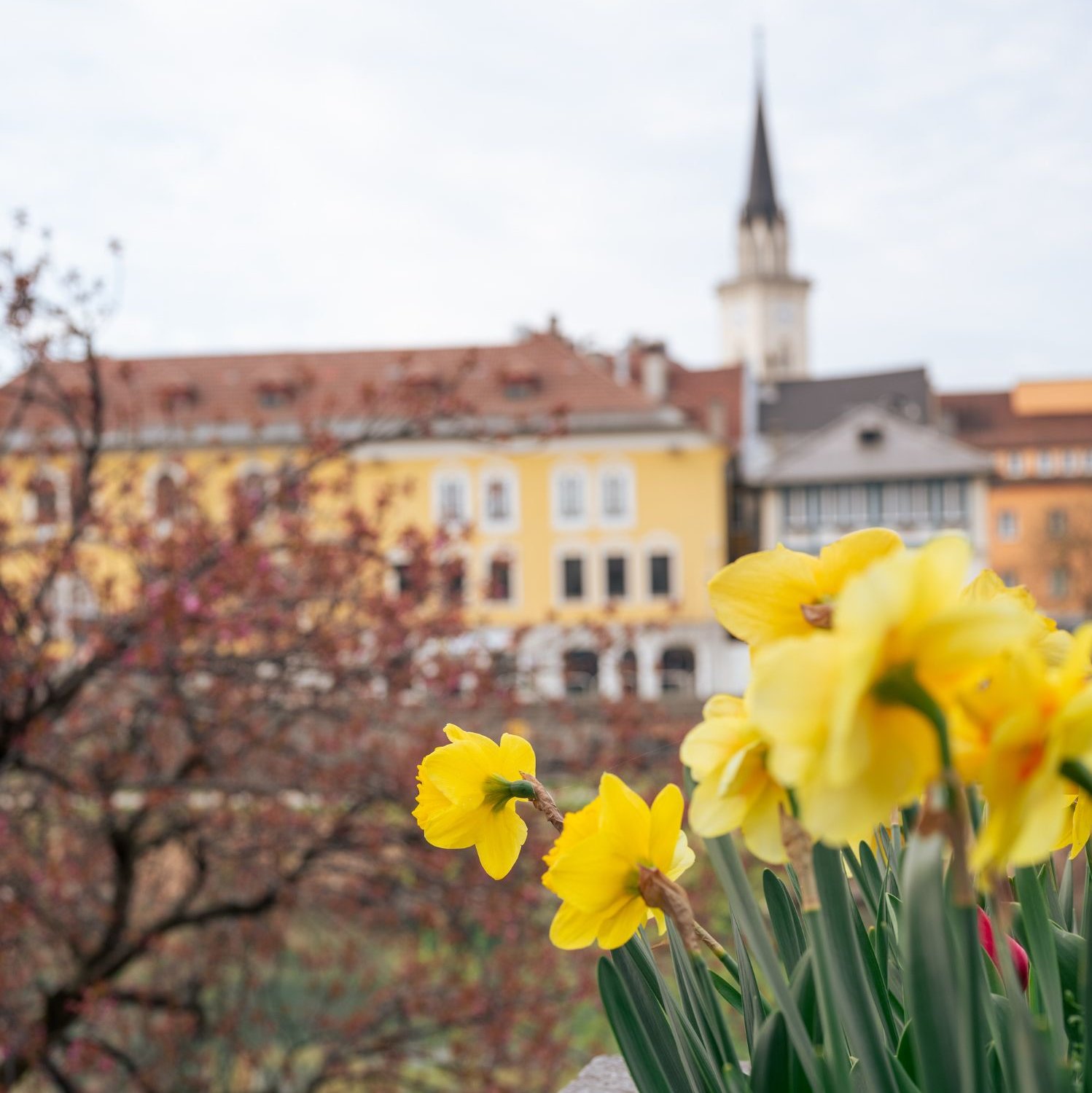 Narzissen mit einer Kirche im Hintergrund