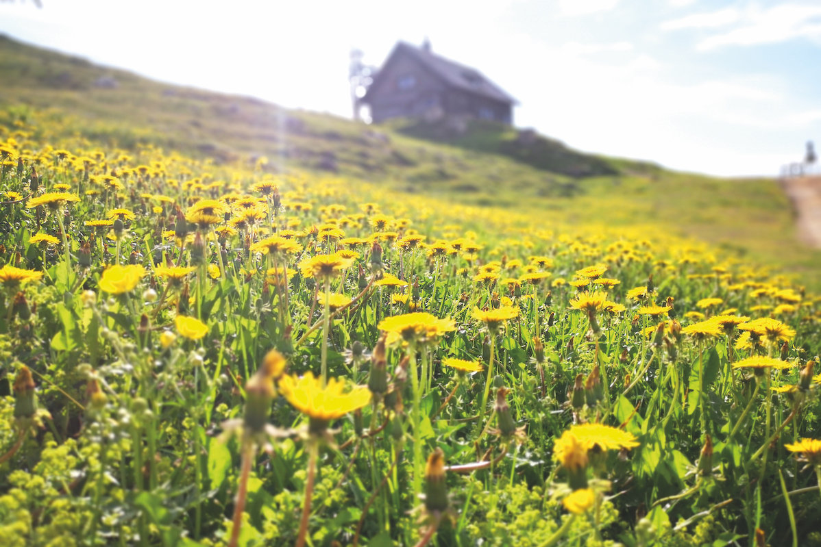 flower field with mountain cottage