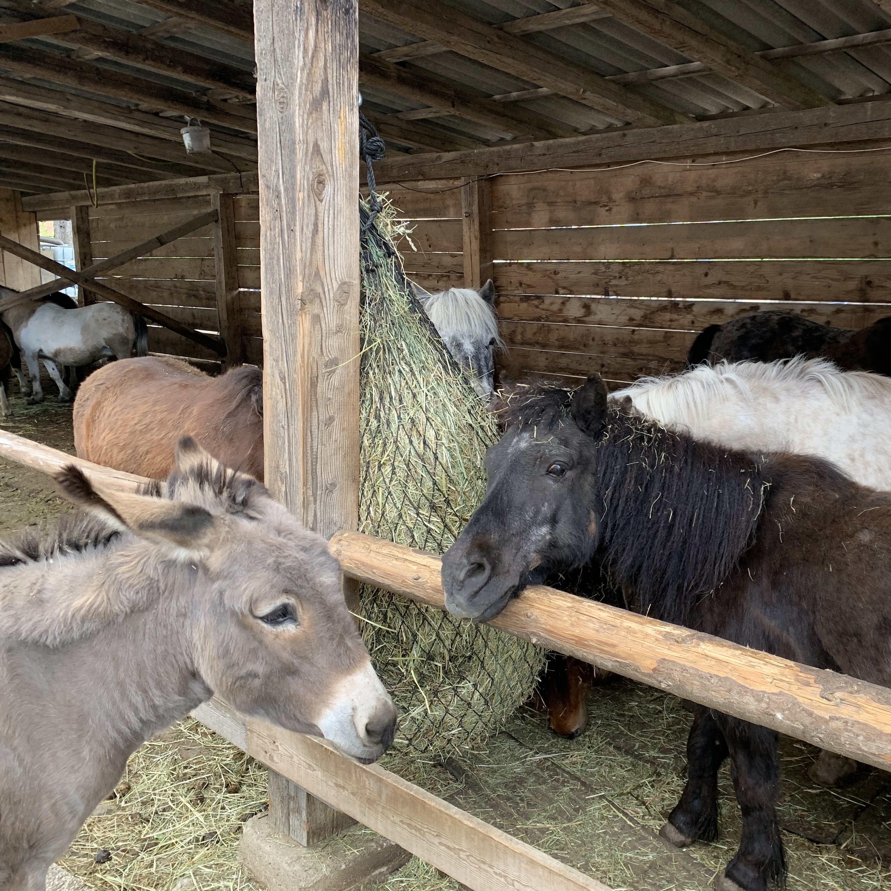 Donkey and ponies in the stable of the Pony farm KlippKlapp