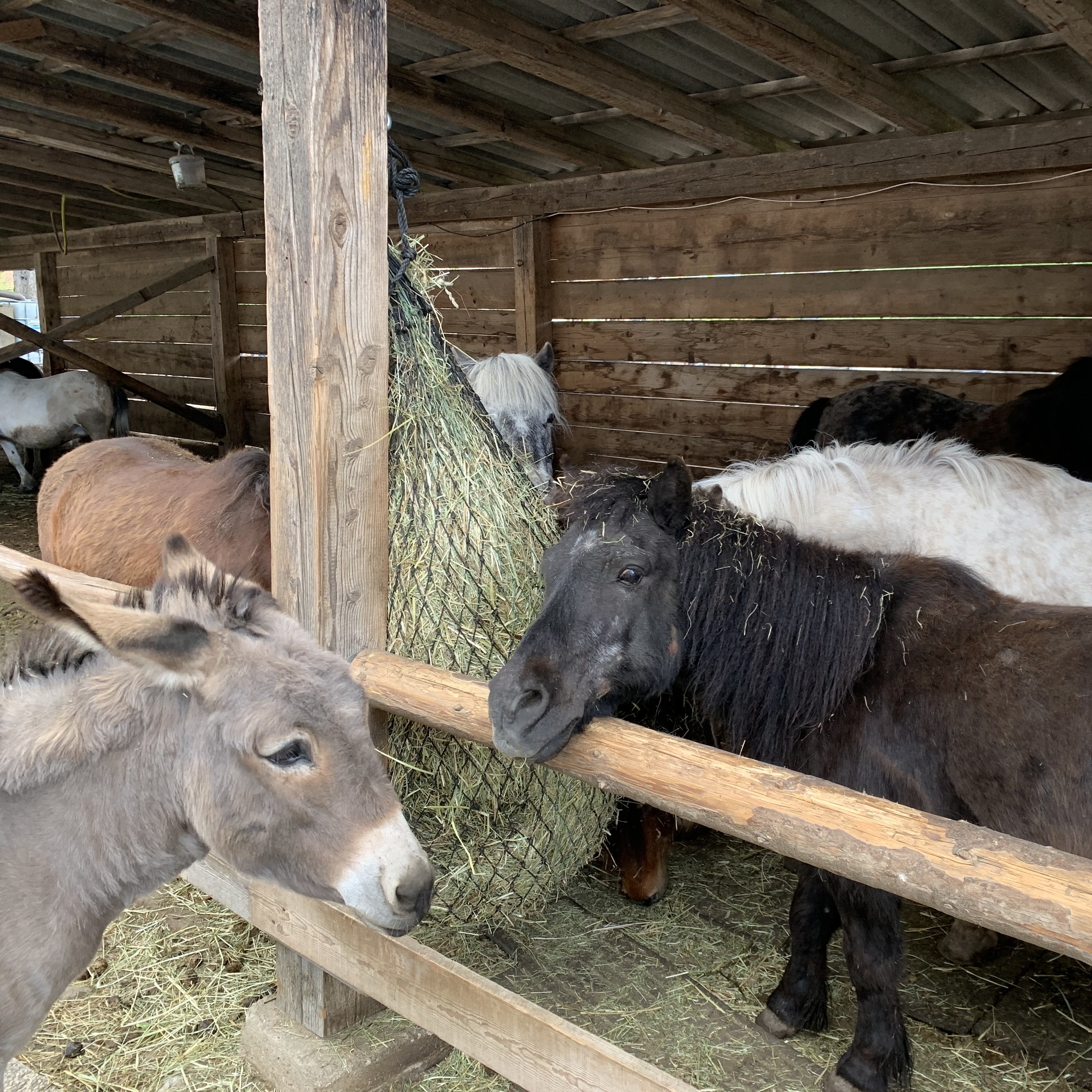 Esel und Ponys im Stall vom Ponyhof KlippKlapp