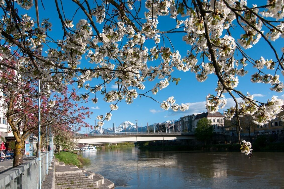 Cherry blossoms at the Drau