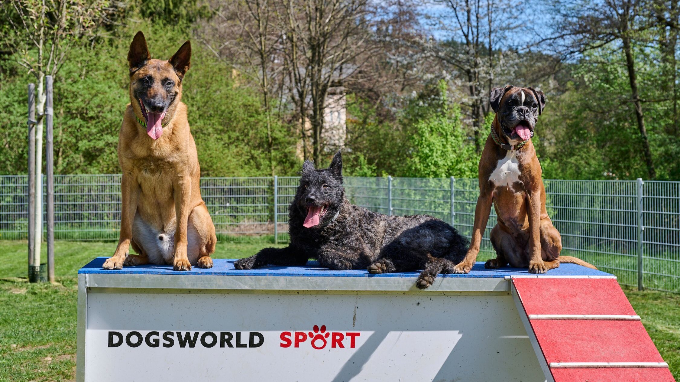 Hunde sitzen auf Spielgerät einer Hundefreilaufzone