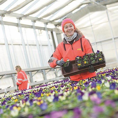 Gardeners in the greenhouse