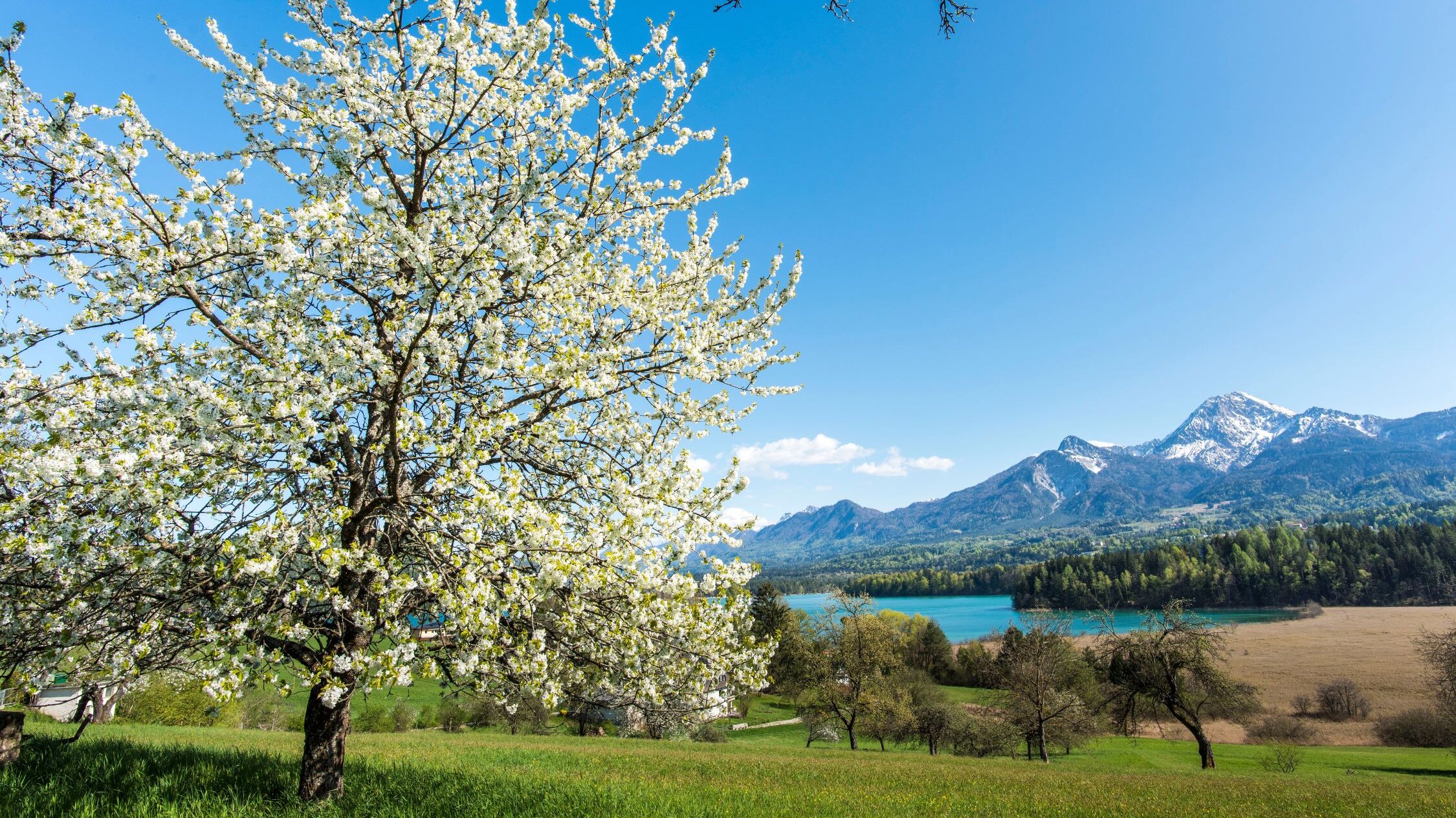 Frühling in Villach Blühender Baum vor der Kulisse des Mittagskogels