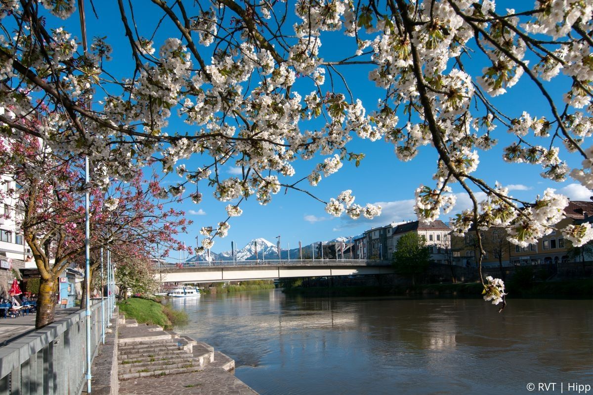 Cherry blossoms at the Drau