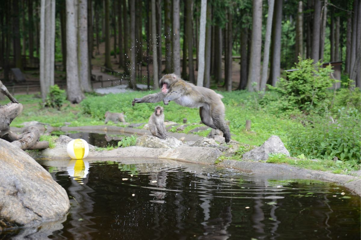 Monkey jumping over a pond