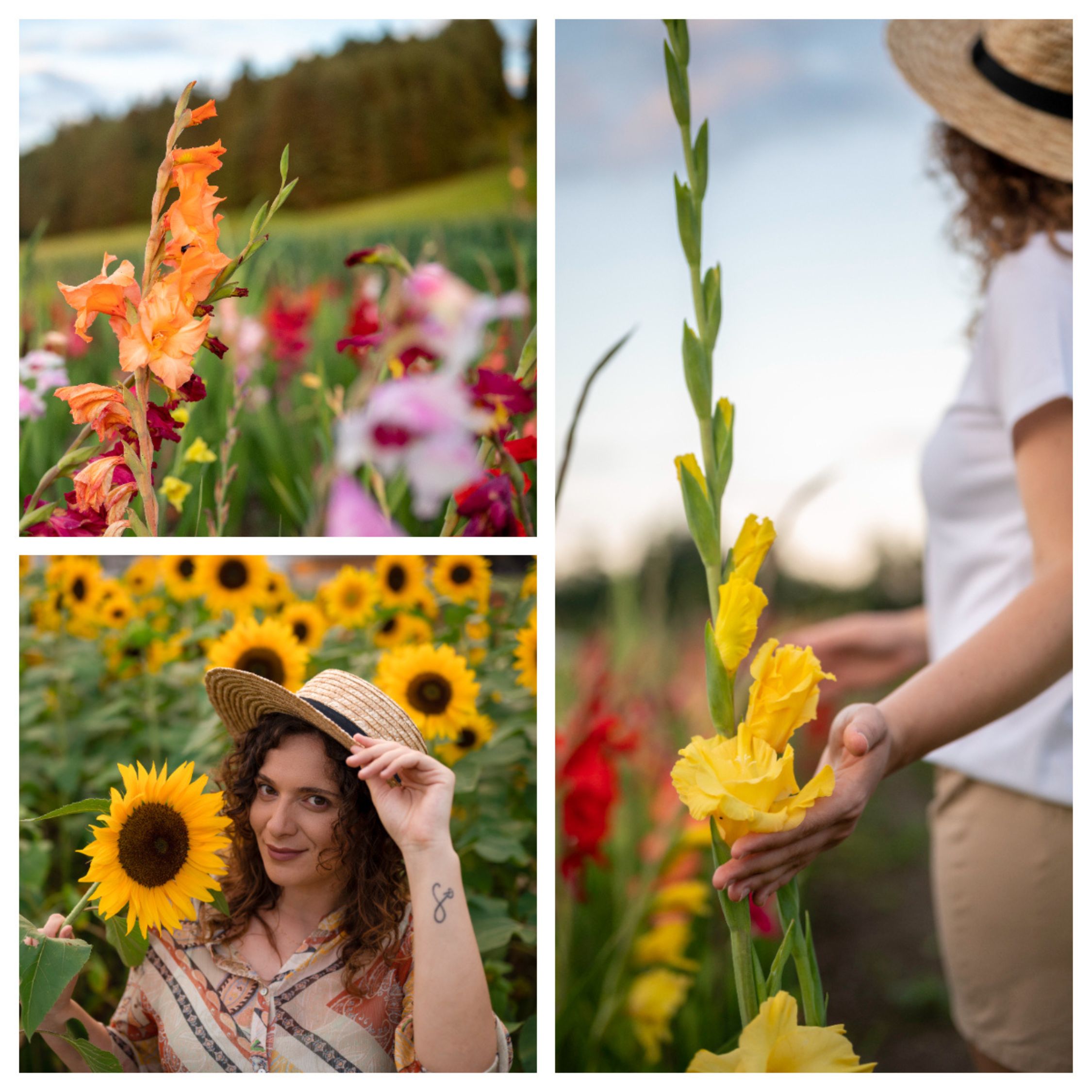 Sonnenblumen- und Gladiolenfeld