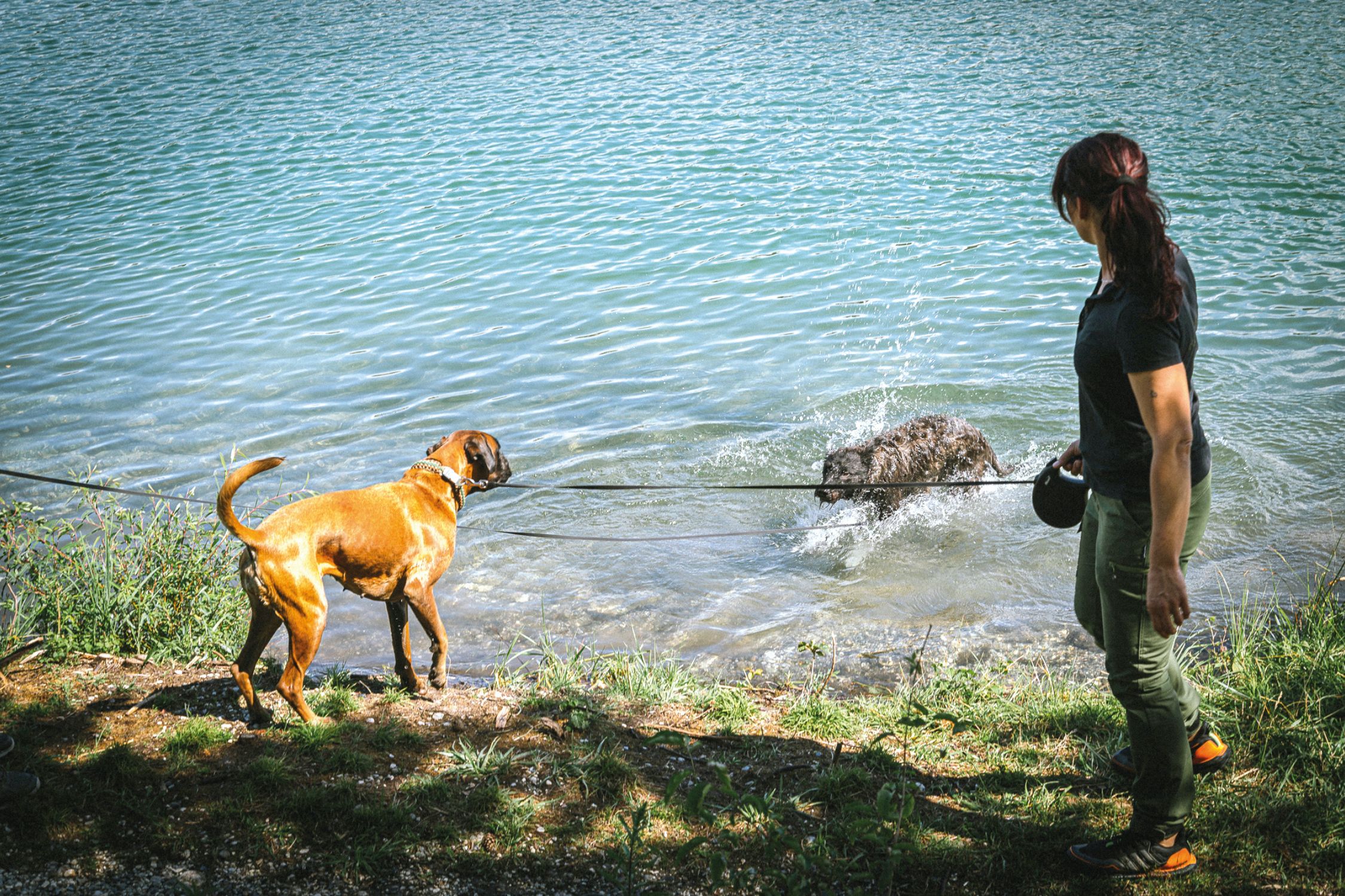 Frau mit Hund in der neuen Hundezone am Silbersee in Villach