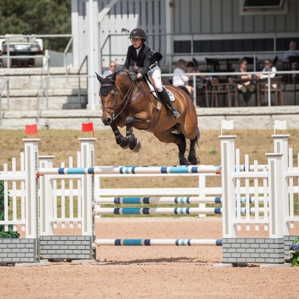 Horse jumps over an obstacle 