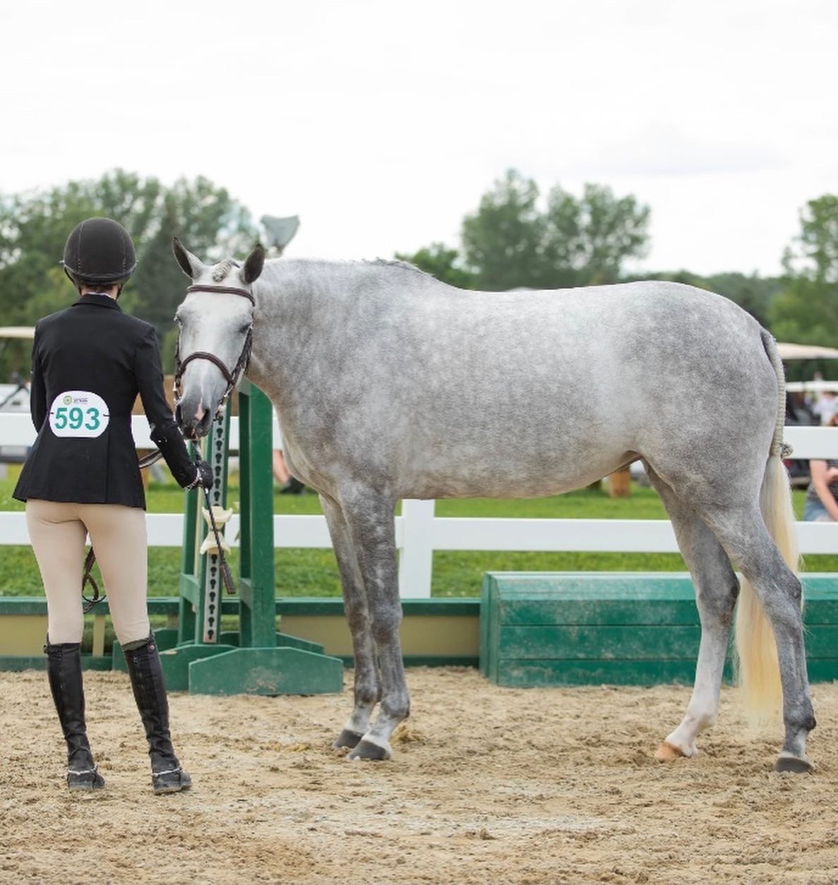 Equestrian and horse