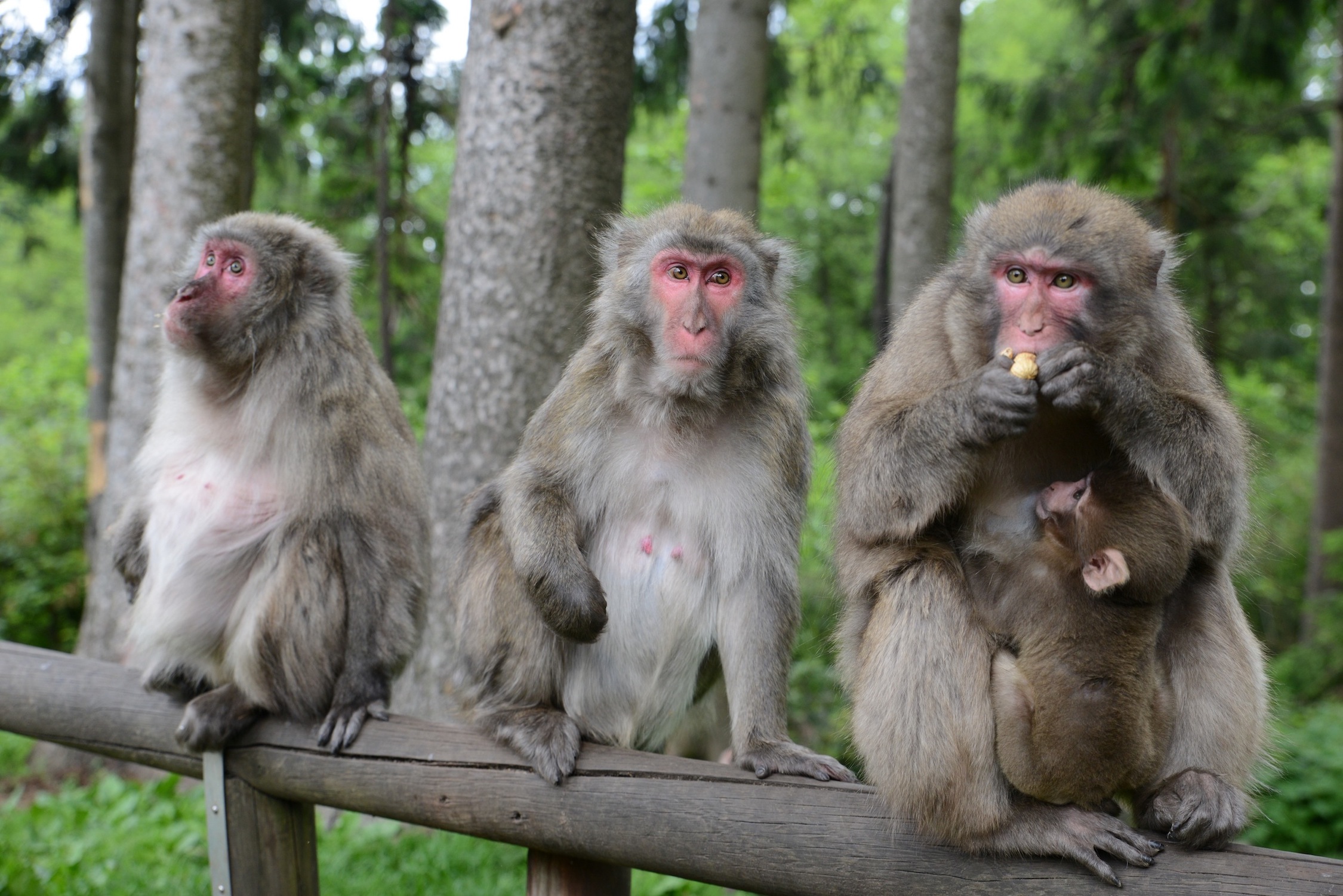 Japanese macaques