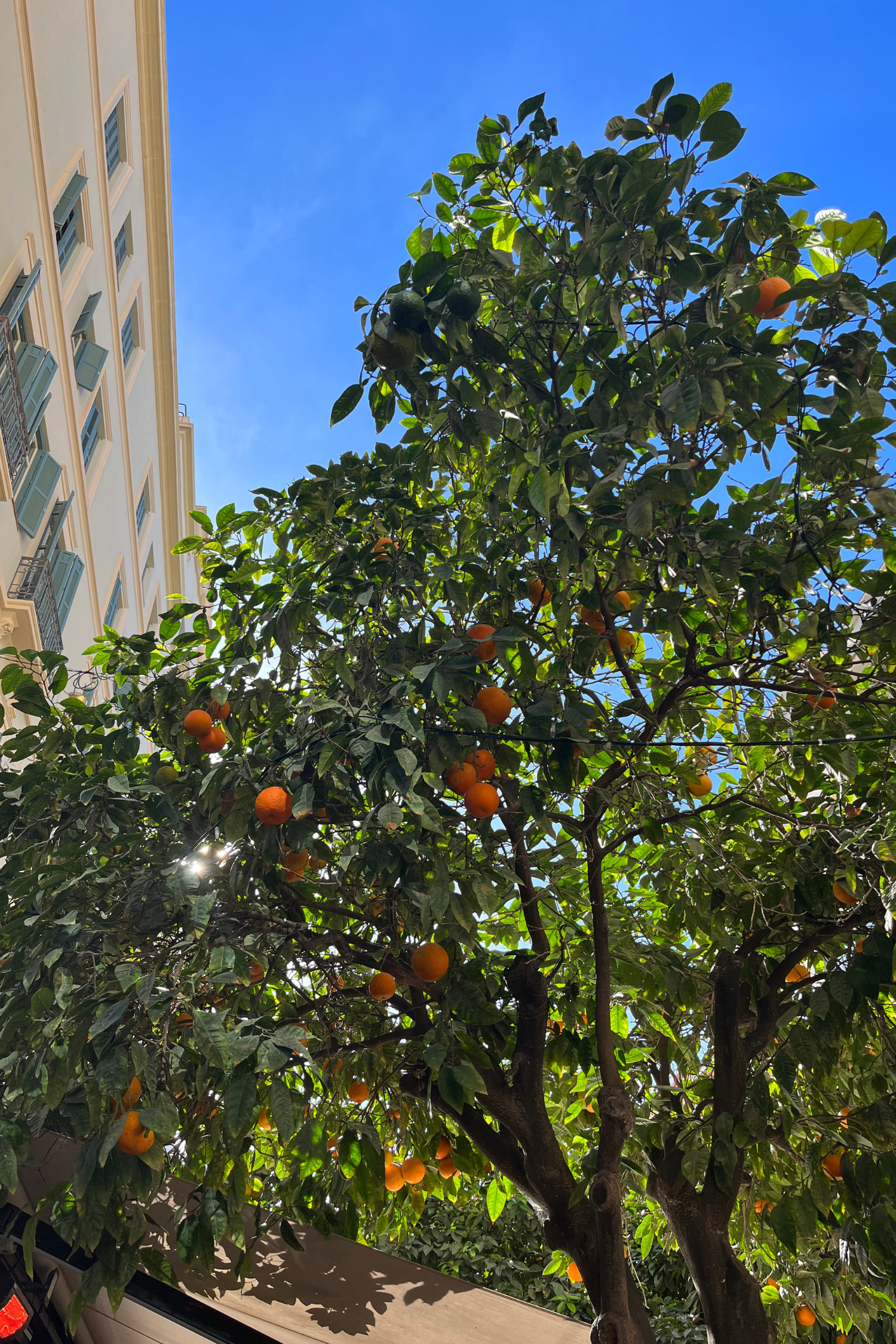 Tragender Orangenbaum in Malaga