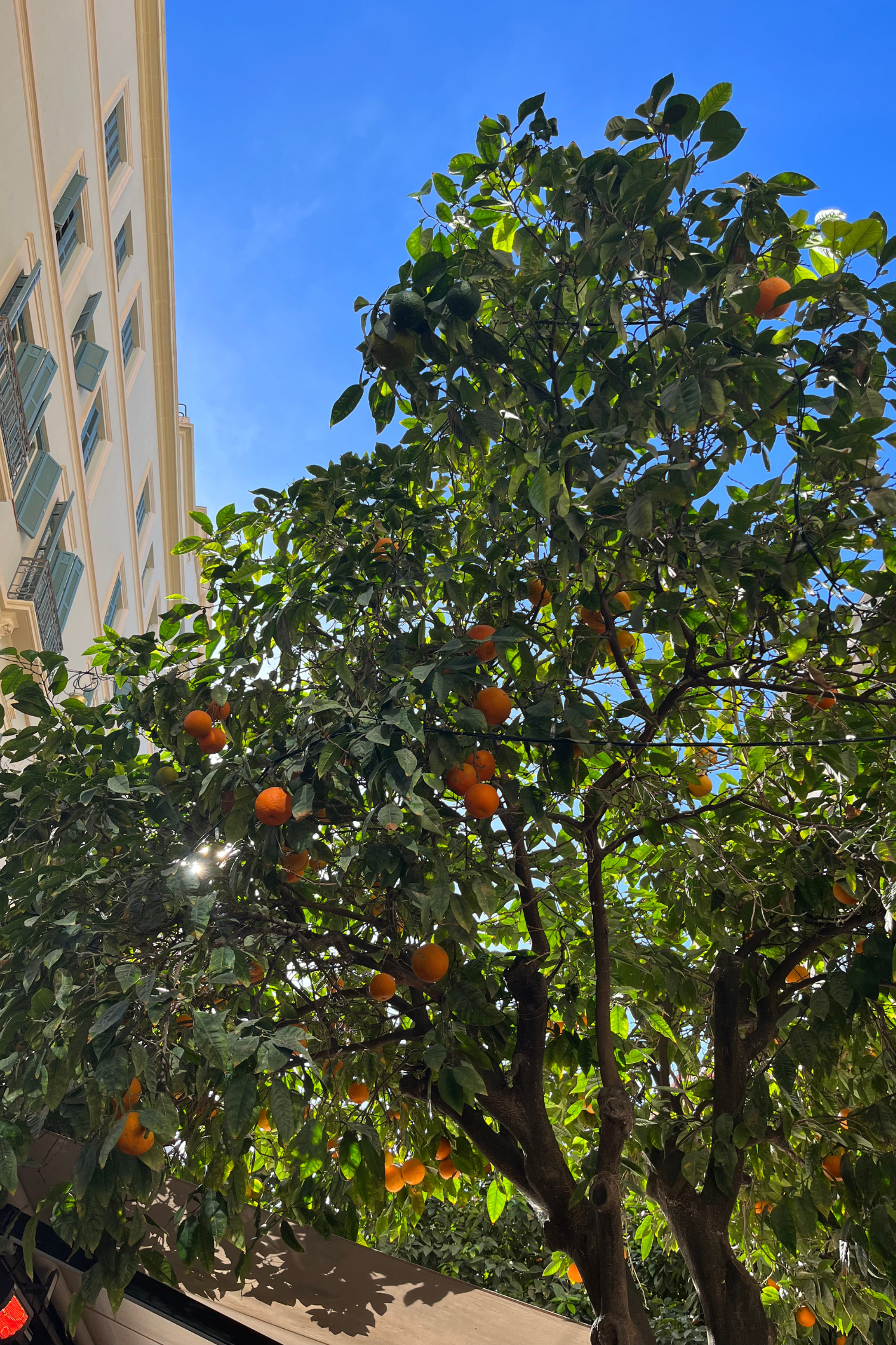 Orange tree in Malaga