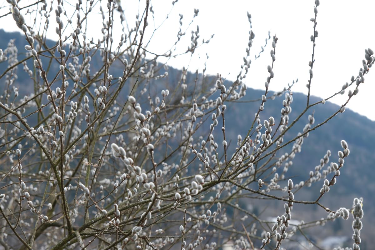 Pussy willow branches