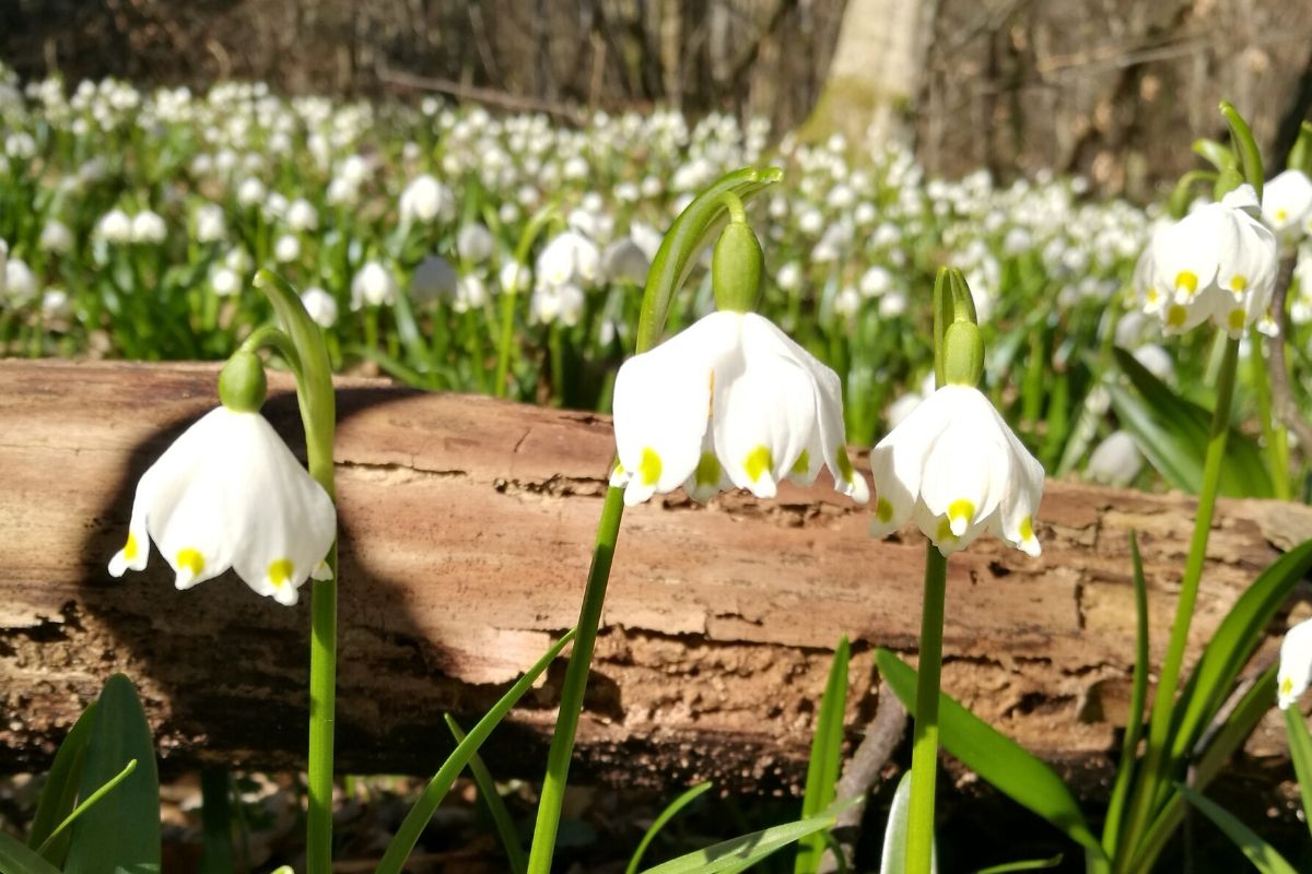 Frühlingsknotenblumen im Wald